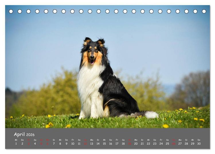 Produktbild: Einmal Collie - immer Collie (Tischkalender 2026 DIN A5 quer), CALVENDO Monatskalender