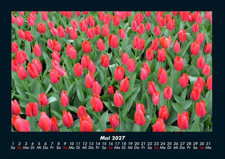 Produktbild: Blumenzauber 2027 Fotokalender DIN A4