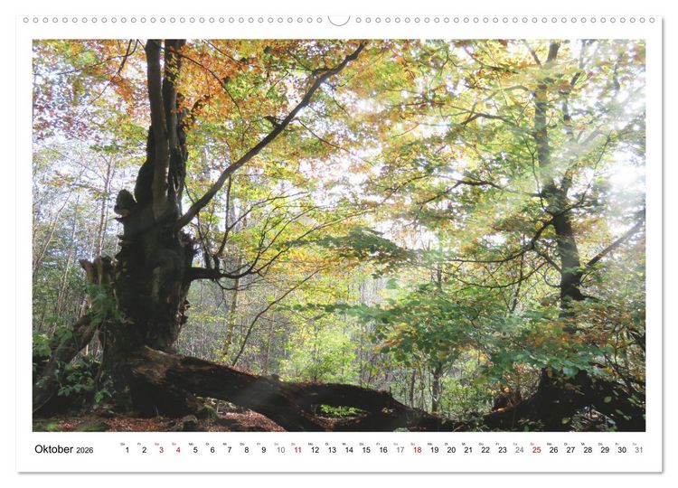 Produktbild: Mein Sehnsuchtsort, der heimische Wald (Wandkalender 2026 DIN A2 quer), CALVENDO Monatskalender