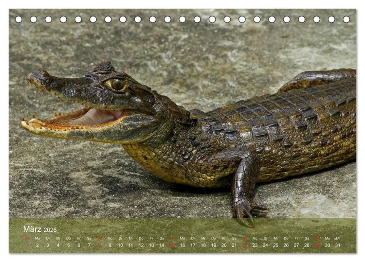 Produktbild: Alligatoren und Co. (Tischkalender 2026 DIN A5 quer), CALVENDO Monatskalender