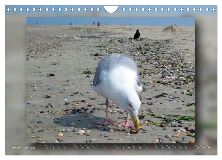 Produktbild: Baltrum - Ein Tag am Strand (Wandkalender 2026 DIN A4 quer), CALVENDO Monatskalender