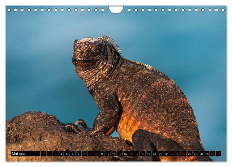 Produktbild: Naturparadies Galapagos - UNESCO Weltkulturerbe (Wandkalender 2026 DIN A4 quer), CALVENDO Monatskalender