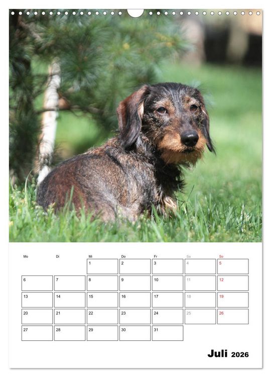 Produktbild: Geliebte Rabauken - Rauhaardackel (Wandkalender 2026 DIN A3 hoch), CALVENDO Monatskalender