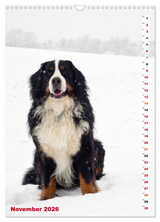 Produktbild: B&Auml;R - Der Berner Sennenhund (Wandkalender 2026 DIN A3 hoch), CALVENDO Monatskalender