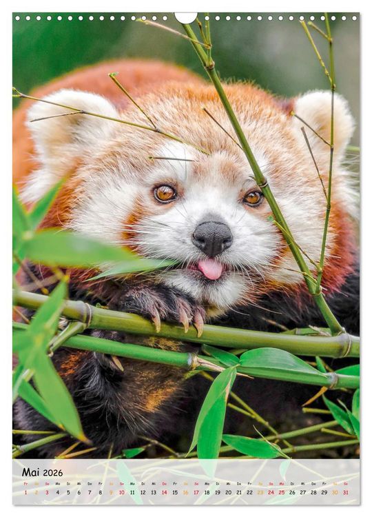 Produktbild: Roter Panda (Wandkalender 2026 DIN A3 hoch), CALVENDO Monatskalender