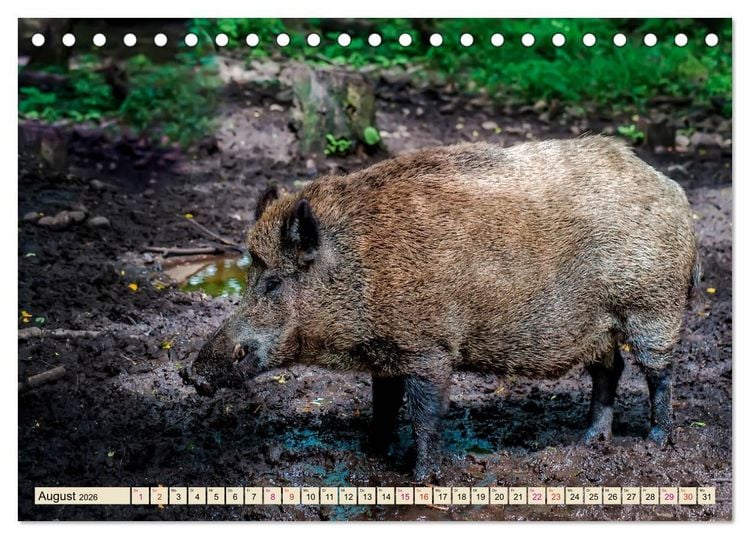 Produktbild: Unverwechselbar - Wildschwein (Tischkalender 2026 DIN A5 quer), CALVENDO Monatskalender