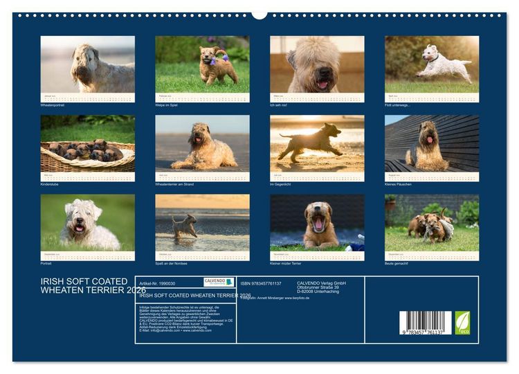 Produktbild: IRISH SOFT COATED WHEATEN TERRIER 2026 (hochwertiger Premium Wandkalender 2026 DIN A2 quer), Kunstdruck in Hochglanz