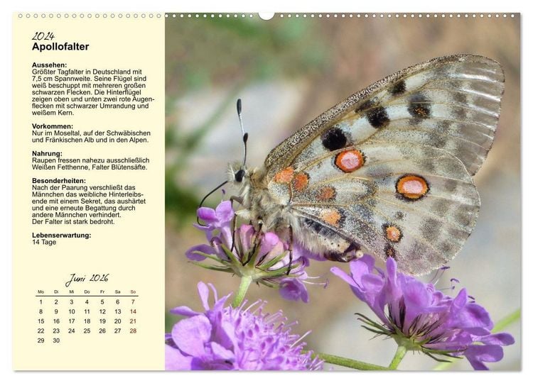 Produktbild: Insekt des Jahres (hochwertiger Premium Wandkalender 2026 DIN A2 quer), Kunstdruck in Hochglanz