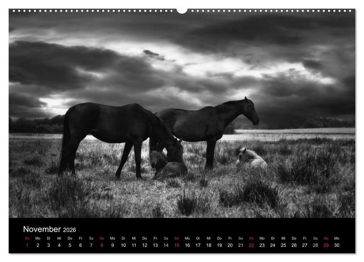 Produktbild: Pferde 2026 Wild Thing (Wandkalender 2026 DIN A2 quer), CALVENDO Monatskalender