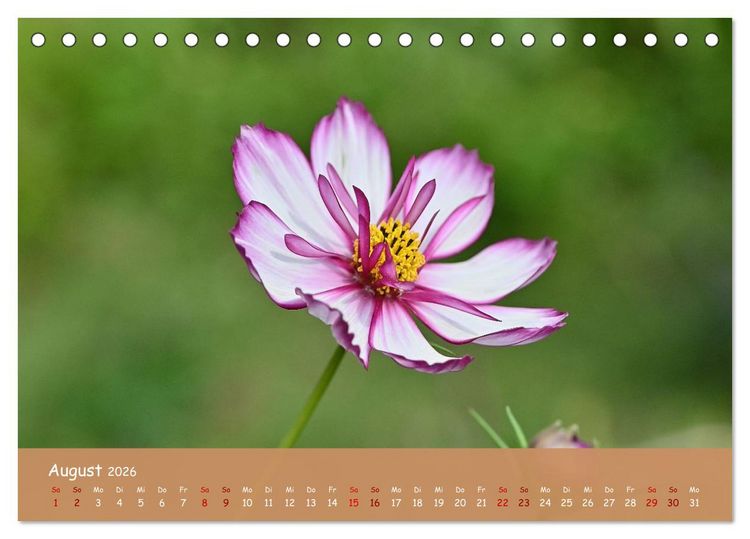 Produktbild: Der Zauber steckt immer im Detail (Tischkalender 2026 DIN A5 quer), CALVENDO Monatskalender