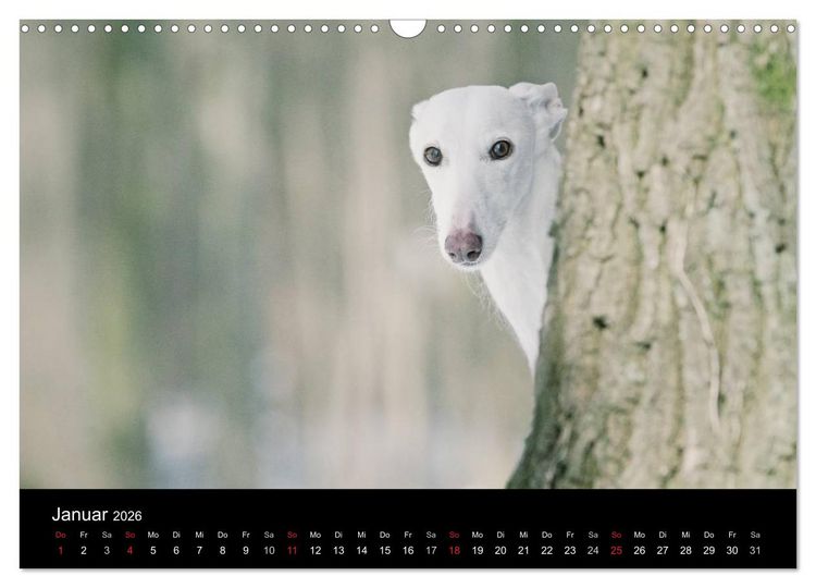 Produktbild: Der Windhundekalender (Wandkalender 2026 DIN A3 quer), CALVENDO Monatskalender
