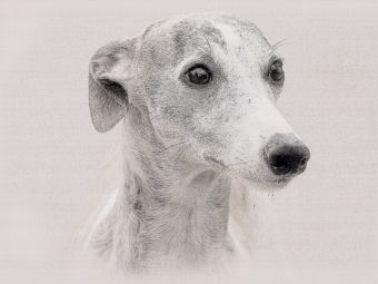 Produktbild: CALVENDO Puzzle Ein Bild aus dem Kalender Whippets 2017 | 1000 Teile Lege-Gr&ouml;&szlig;e 64x48cm Foto-Puzzle f&uuml;r gl&uuml;ckliche Stunden
