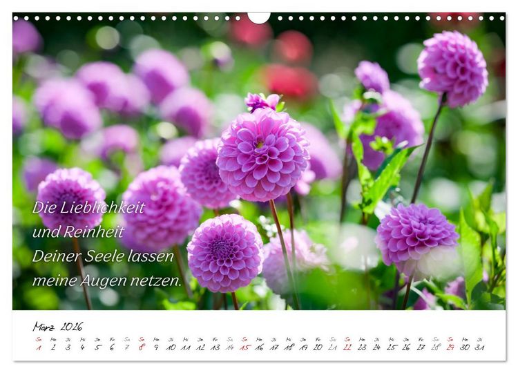 Produktbild: Dahlien Poesie (Wandkalender 2026 DIN A3 quer), CALVENDO Monatskalender