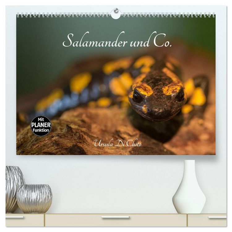 Produktbild: Salamander und Co. (hochwertiger Premium Wandkalender 2026 DIN A2 quer), Kunstdruck in Hochglanz