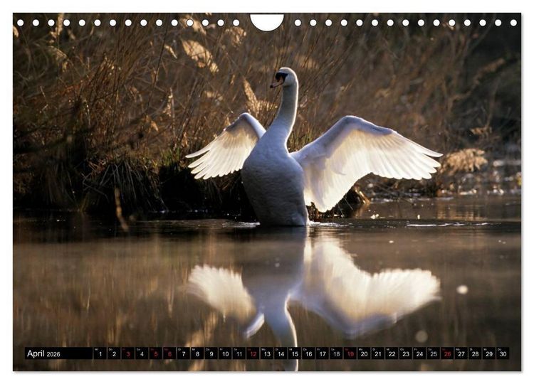 Produktbild: SCHW&Auml;NE. (Wandkalender 2026 DIN A4 quer), CALVENDO Monatskalender