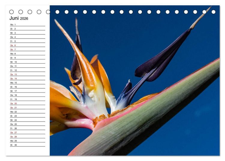 Produktbild: Strelitzien - die Paradiesv&ouml;gel unter den Blumen (Tischkalender 2026 DIN A5 quer), CALVENDO Monatskalender