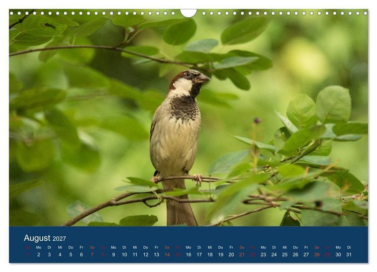 Produktbild: Spatzen-Kalender (Wandkalender 2027 DIN A3 quer), CALVENDO Monatskalender