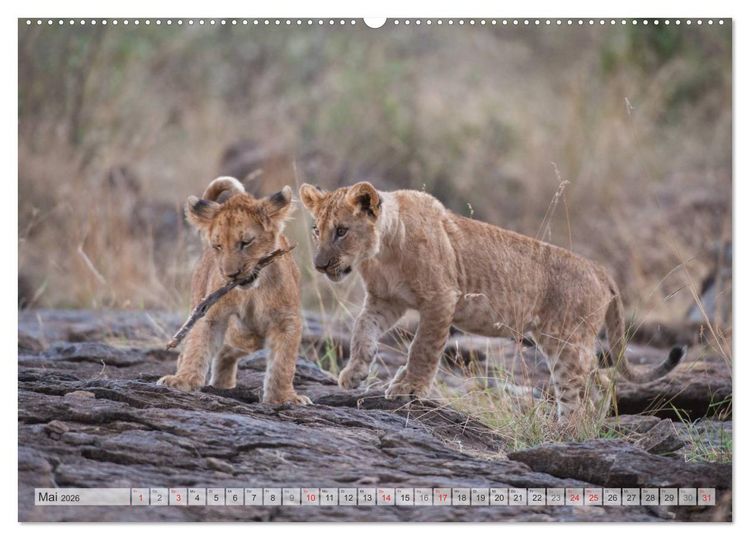 Produktbild: Emotionale Momente: Liebenswerte L&ouml;wenbabys (Wandkalender 2026 DIN A2 quer), CALVENDO Monatskalender