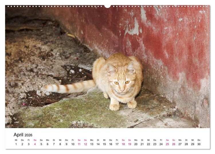 Produktbild: Katzenjahr 2026 (hochwertiger Premium Wandkalender 2026 DIN A2 quer), Kunstdruck in Hochglanz