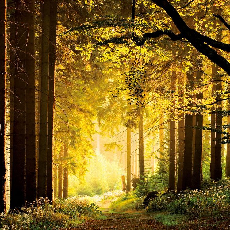 Produktbild: Deep Forest 2024