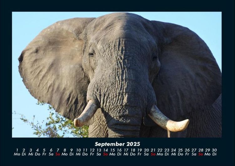 Produktbild: Elefanten 2025 Fotokalender DIN A4