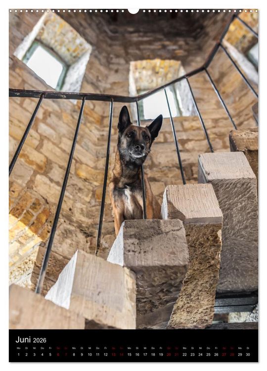 Produktbild: Hundeportraits - Monatskalender (Wandkalender 2026 DIN A2 hoch), CALVENDO Monatskalender
