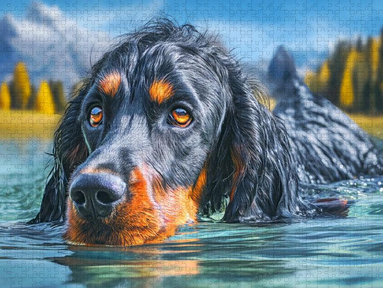 Produktbild: CALVENDO Puzzle Gordon Setter im Wasser | 1000 Teile Lege-Gr&ouml;&szlig;e 64x48cm Foto-Puzzle f&uuml;r gl&uuml;ckliche Stunden