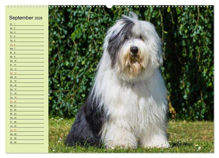 Produktbild: Traumhund Bobtail (hochwertiger Premium Wandkalender 2026 DIN A2 quer), Kunstdruck in Hochglanz