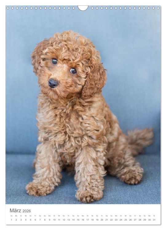 Produktbild: Maltipoo - Malteser - Pudel 2026 (Wandkalender 2026 DIN A3 hoch), CALVENDO Monatskalender