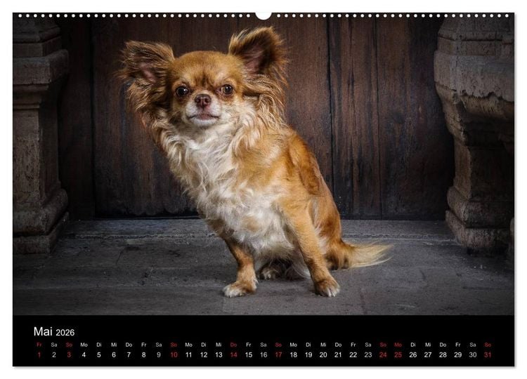 Produktbild: Chihuahuas - Cool and Cute (Wandkalender 2026 DIN A2 quer), CALVENDO Monatskalender