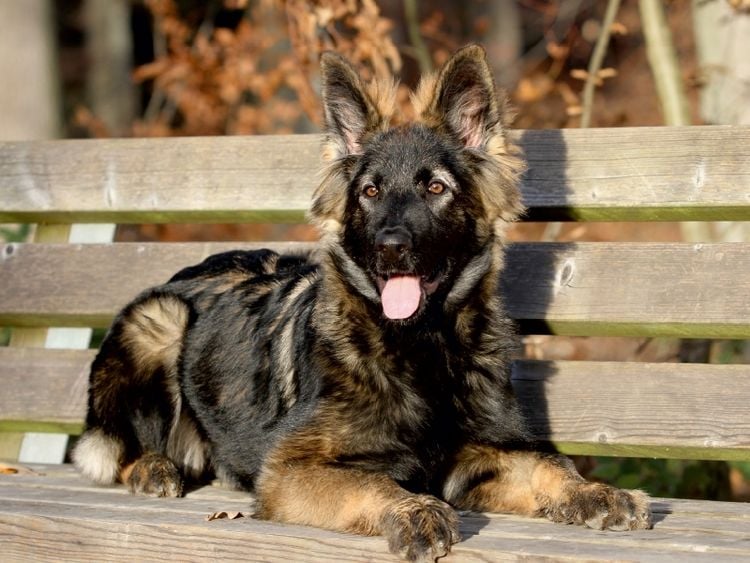 Produktbild: CALVENDO Puzzle Deutscher Sch&auml;ferhund | 1000 Teile Lege-Gr&ouml;&szlig;e 64x48cm Foto-Puzzle f&uuml;r gl&uuml;ckliche Stunden