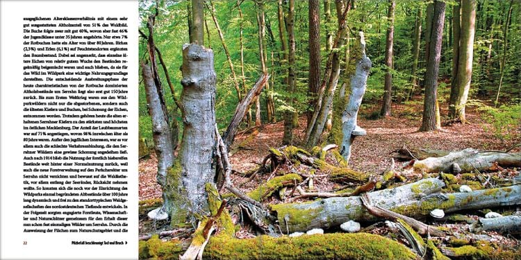 Produktbild: Mecklenburgs alte Buchenw&auml;lder