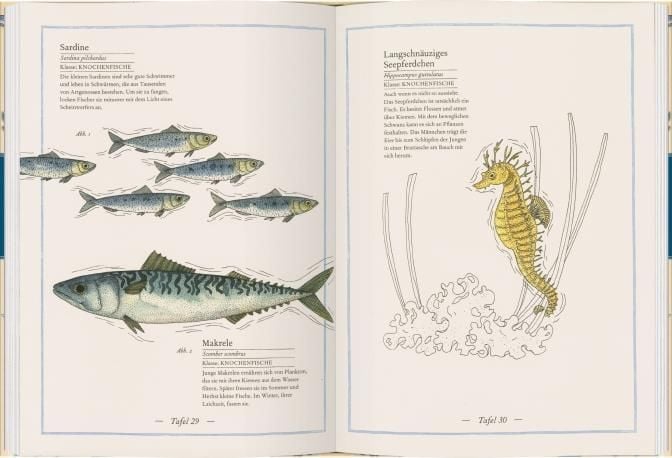 Produktbild: Blauwal, Seestern, Oktopus