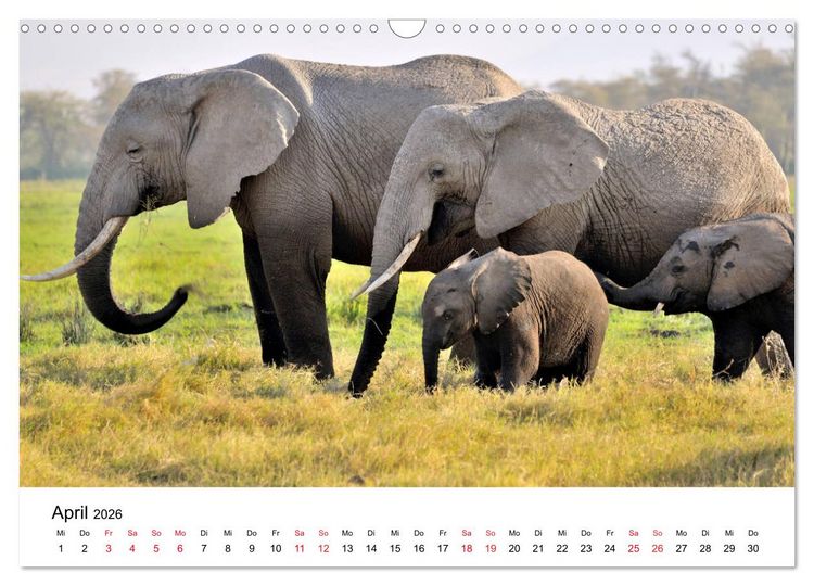 Produktbild: Elefanten Afrikas (Wandkalender 2026 DIN A3 quer), CALVENDO Monatskalender