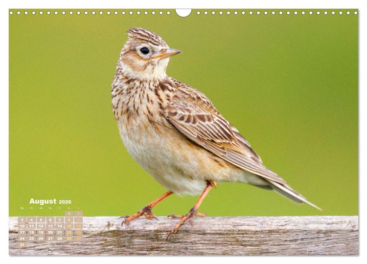 Produktbild: V&ouml;gel in unserer Heimat: Kiebitz, Wiedehopf und Turteltaube (Wandkalender 2026 DIN A3 quer), CALVENDO Monatskalender