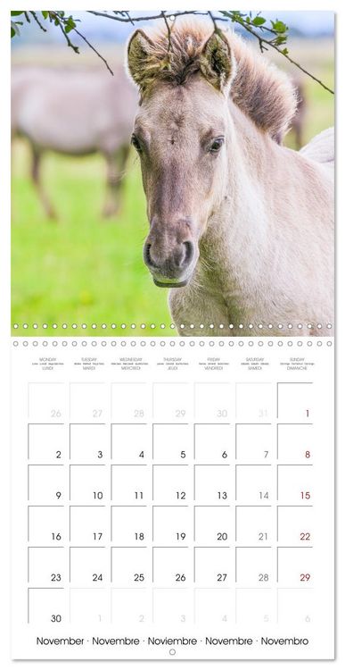 Produktbild: Konik horses (Wall Calendar 2026 12 &times; 12 Inch) CALVENDO 12 Month Wall Calendar