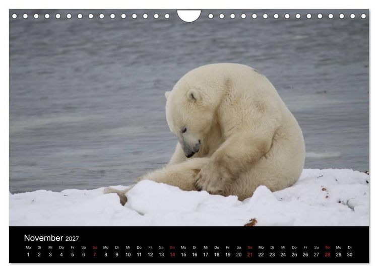 Produktbild: Arktische Tr&auml;ume - Eisb&auml;ren in Kanada (Wandkalender 2027 DIN A4 quer), CALVENDO Monatskalender