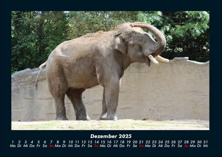 Produktbild: Elefanten - Die sanften Riesen Afrikas 2025 Fotokalender DIN A4