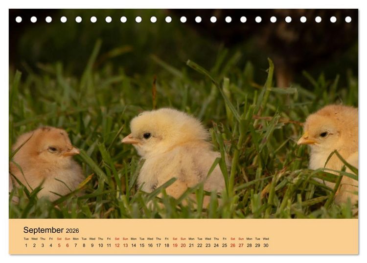 Produktbild: Our farm animals (Desk Calendar 2026 DIN A5 landscape), CALVENDO 12 Month DeskCalendar