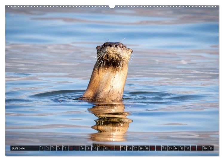 Produktbild: Wildtierkalender (hochwertiger Premium Wandkalender 2026 DIN A2 quer), Kunstdruck in Hochglanz