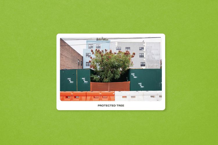 Produktbild: New York City Street Tree Tarot