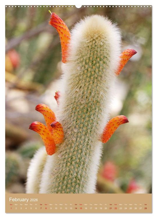 Produktbild: Succulents and Cacti - Strong Thorns, Delicate Blooms (High Quality Premium Wall Calendar 2026 DIN A2 portrait),CALVENDO 12 Month Wall Calendar