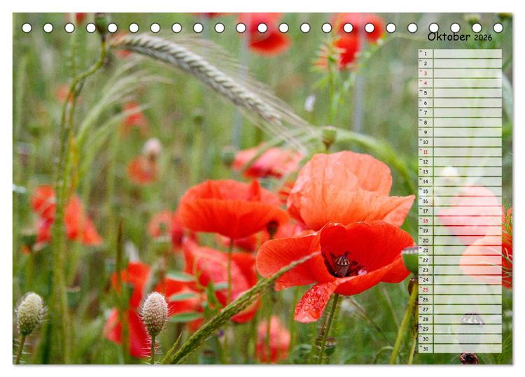 Produktbild: Klatschmohn im Feld (Tischkalender 2026 DIN A5 quer), CALVENDO Monatskalender