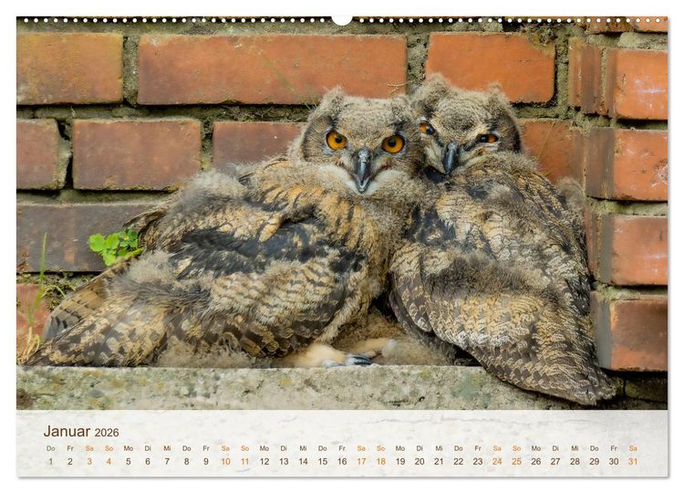 Produktbild: Uhu Highlights (Wandkalender 2026 DIN A2 quer), CALVENDO Monatskalender