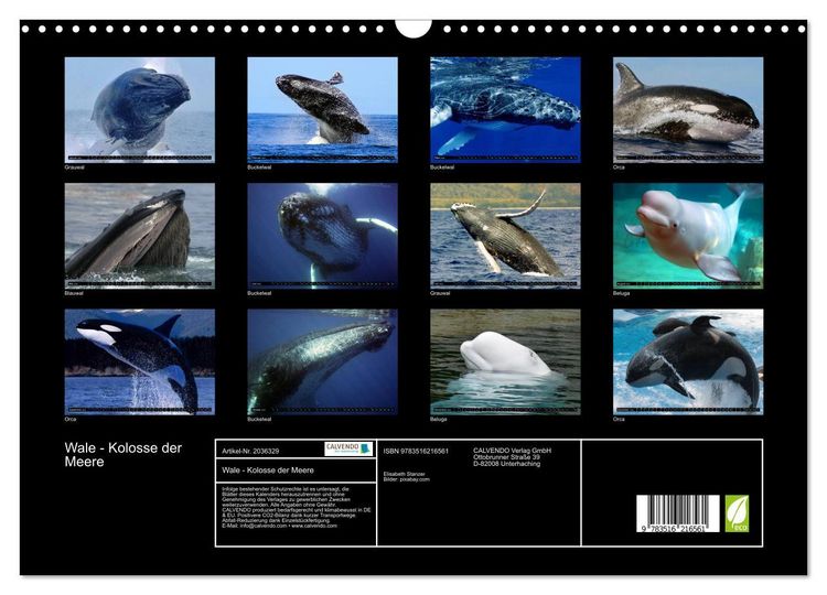Produktbild: Wale - Kolosse der Meere (Wandkalender 2026 DIN A3 quer), CALVENDO Monatskalender