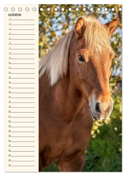Produktbild: Cheval islandais - Calendrier anniversaire (Calendrier de bureau 2026 DIN A5 horizontal), CALVENDO calendrier mensuel