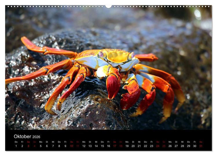 Produktbild: Ama la Vida Ecuador (Wandkalender 2026 DIN A2 quer), CALVENDO Monatskalender
