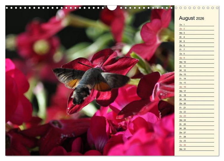 Produktbild: Faszinierende Taubenschw&auml;nzchen (Wandkalender 2026 DIN A3 quer), CALVENDO Monatskalender