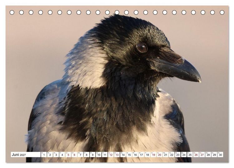Produktbild: Im Auge der Kr&auml;he (Tischkalender 2027 DIN A5 quer), CALVENDO Monatskalender