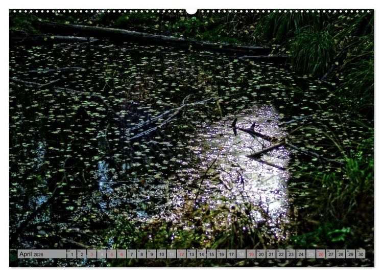 Produktbild: Spaziergang durch den Zauberwald (Wandkalender 2026 DIN A2 quer), CALVENDO Monatskalender